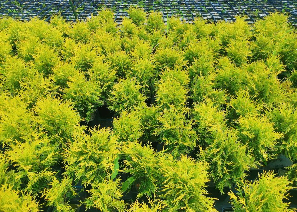 Złota kulka Thuja Golden Globe 4 letnia 6 sztuk