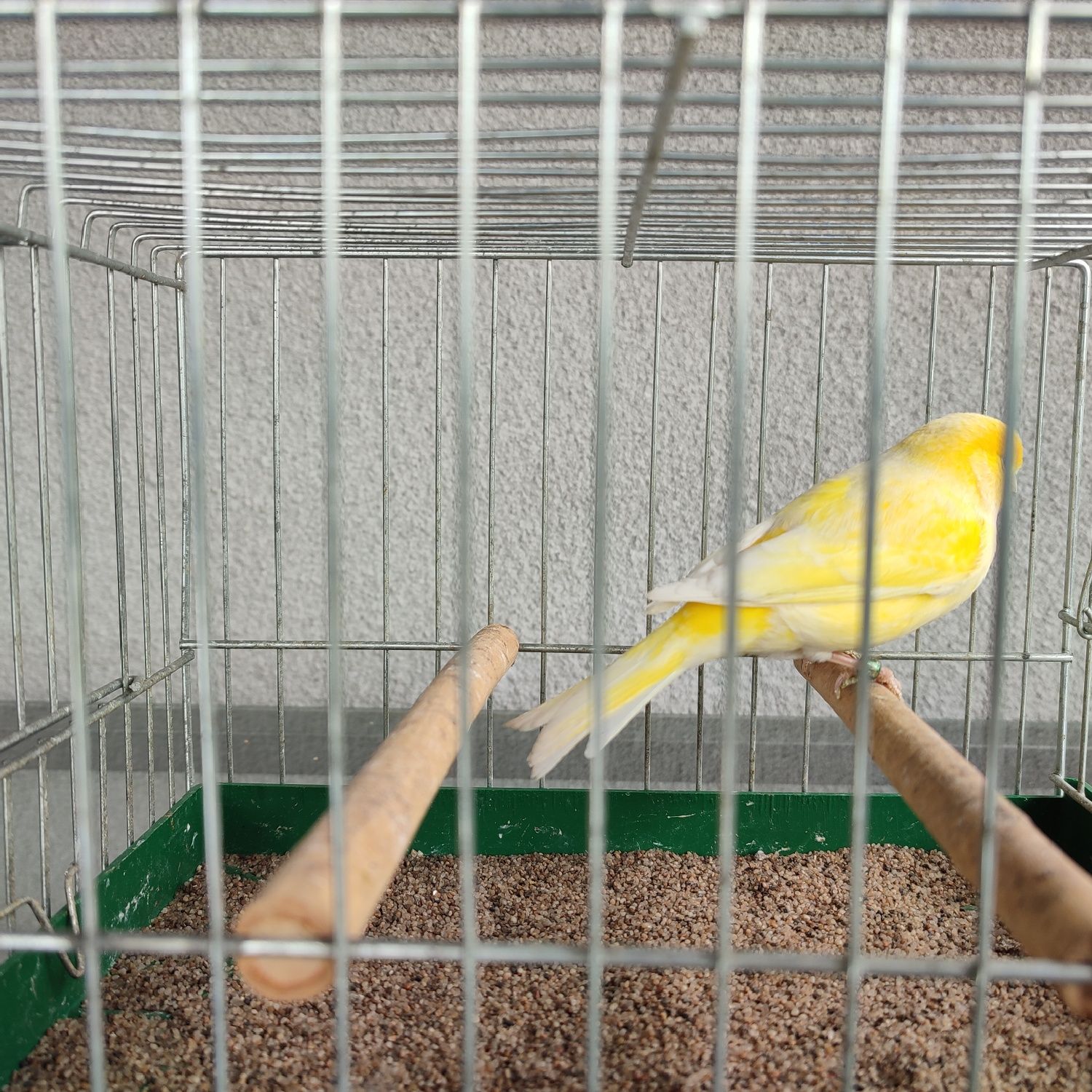 Kanarek Żółty Samiec