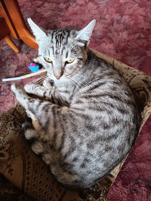 Zaginiony zwierzęta  znalezienia kotkow porzuconych