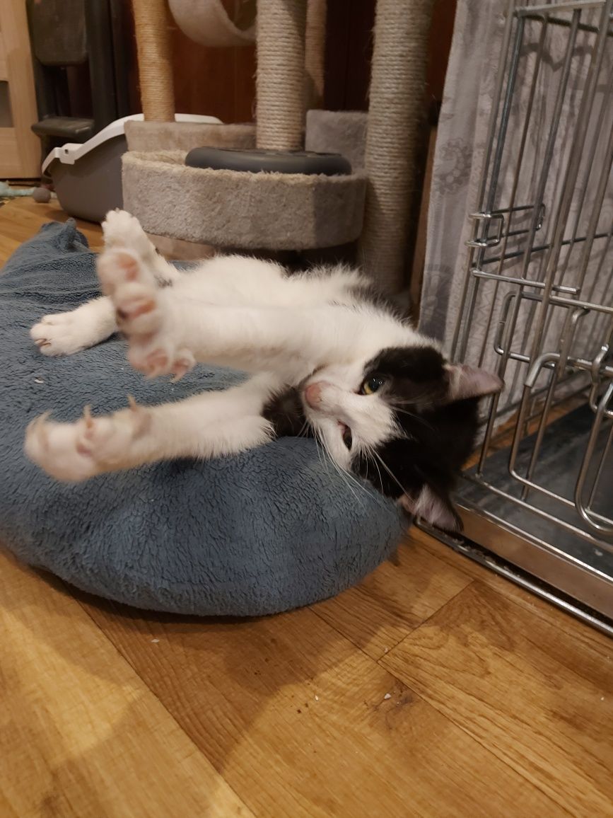 Kitku - młodziutki kocurek do adopcji!