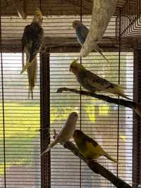 Papugi faliste - samce i samice