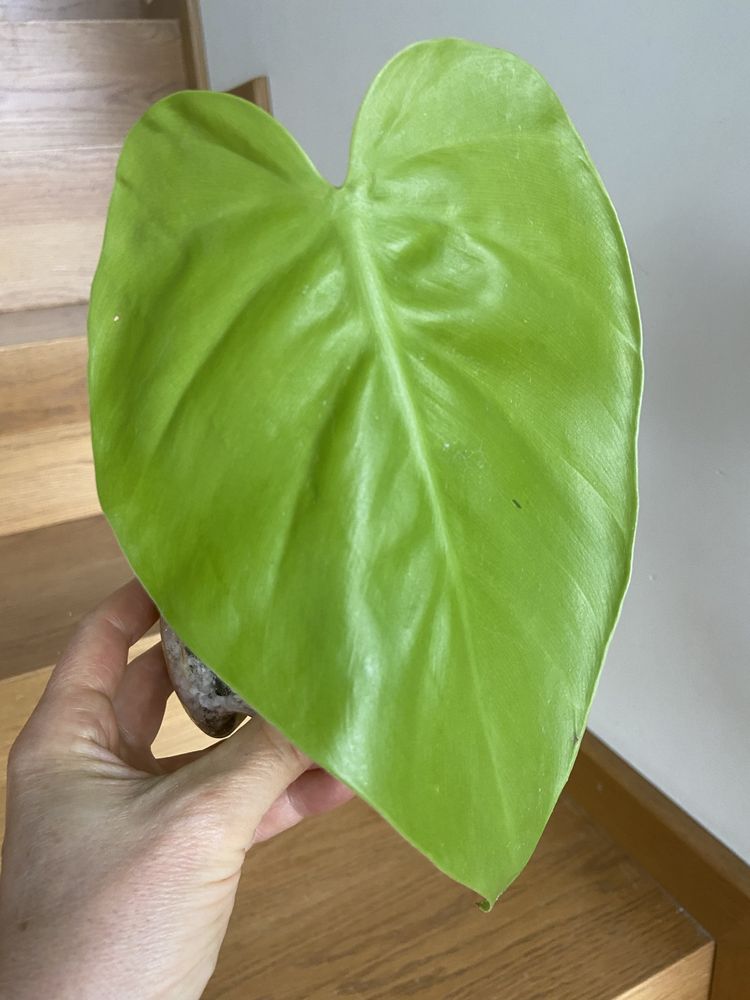 Philodendron lemon mega duży liść