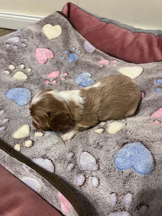 Cavalier King Charles Spaniel Zkwp FCIsuczka