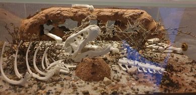 Wystrój formikarium terrarium camponotus messor czaszka mrówki arena
