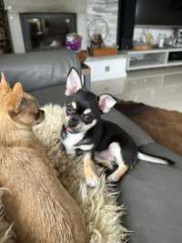 Chihuahua dziewczynka gotowa do odbioru