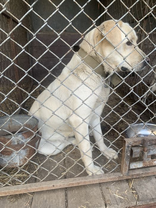 Продам дівчинку Лабрадора