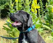 Cane Corso Sunia Dixi