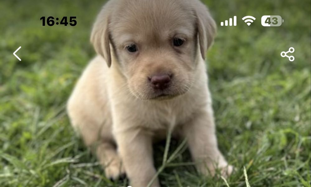 Labrador magnífico,