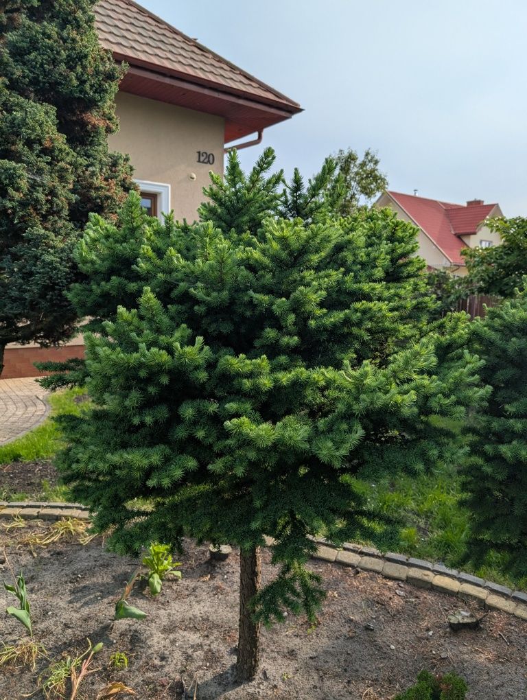 Modrzew na pniu z ogrodu