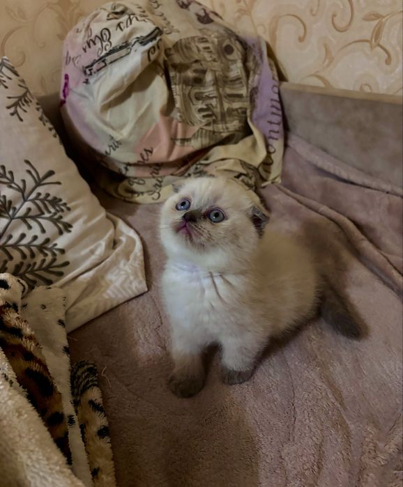 Шотландські кошенята/Шотландские котята