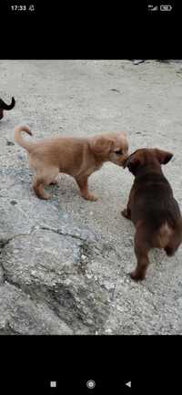 Cachorros para doação