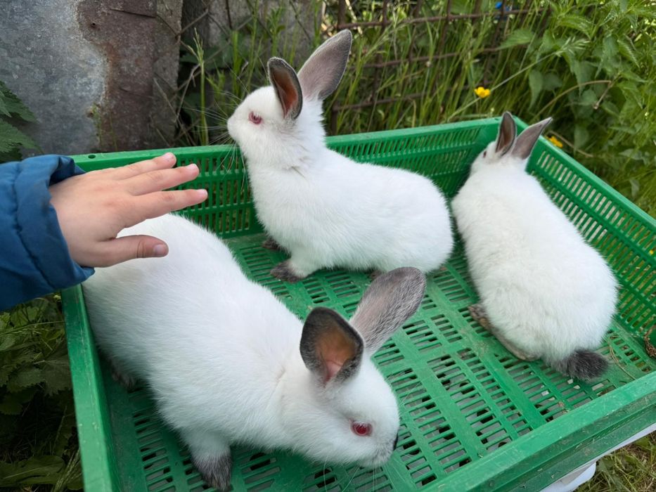 Kalifornijski z rodowodem