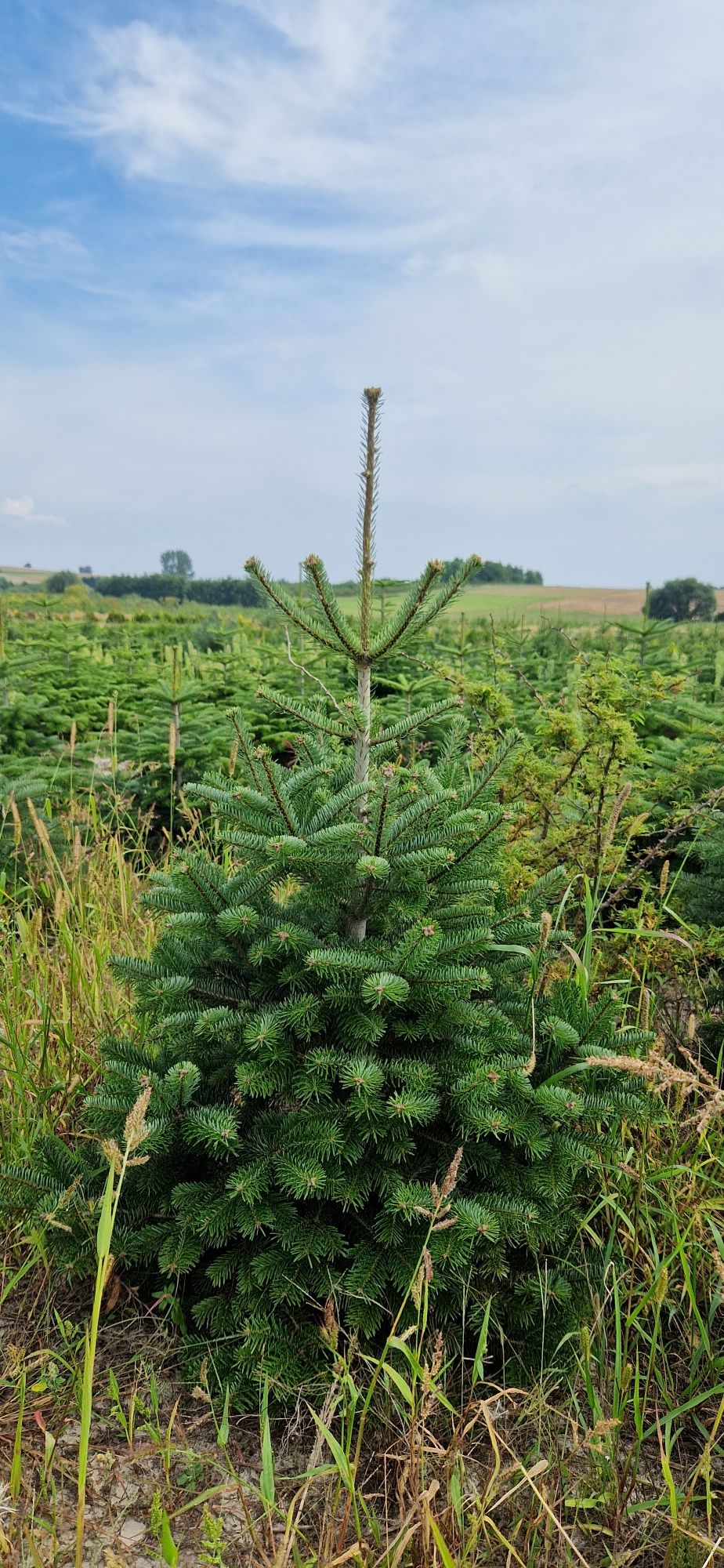 Jodła kaukaska 4 letnia 30 cm sadzonki abies choinki