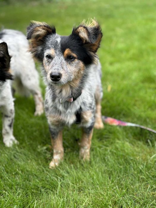 Dwa przecudne maluchy szczeniaki czekają na dom