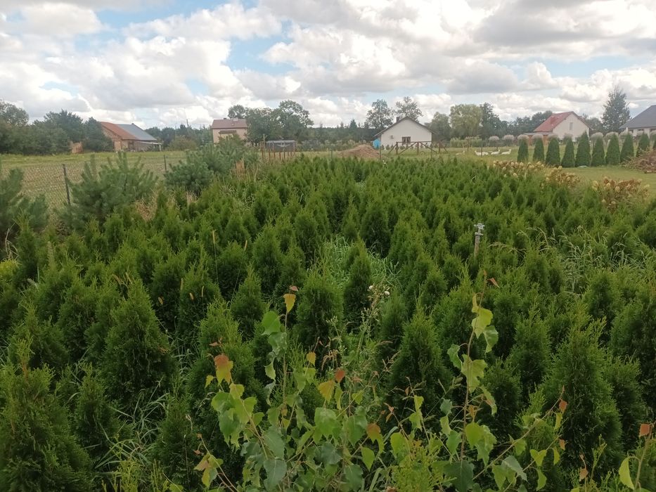 Thuja Szmaragd 100-120cm