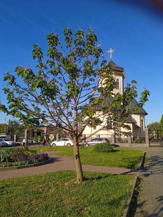 Насіння Войлочної уп. 200 шт, Семена Павловнии, Павловния розпродаж