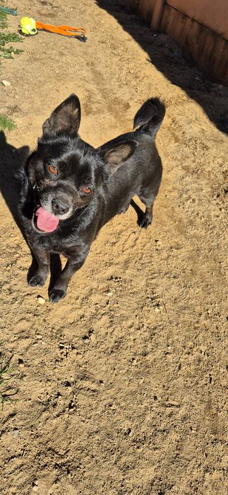 Piesek Około 4 lata