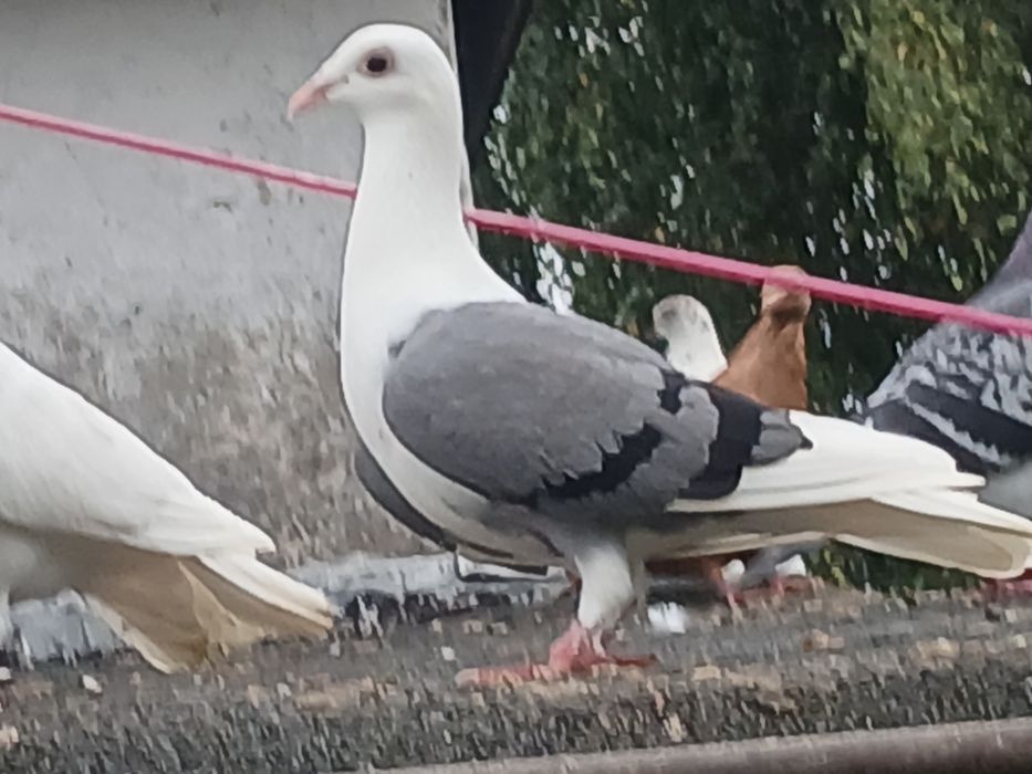 Śląski tarczowy samica