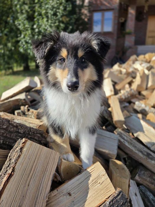 Gotowy do odbioru-Szczeniak Owczarek Szkocki Długowłosy Collie FCI