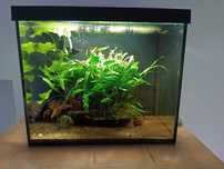 Akwarium / krewetkarium 30l z życiem - krewetki Yellow