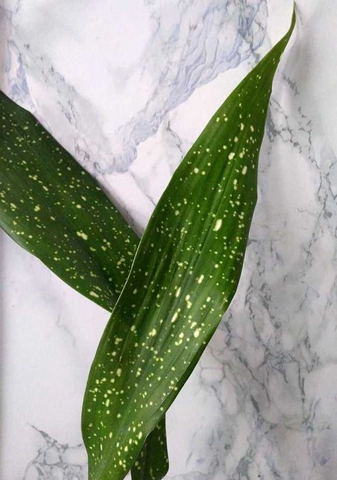 Aspidistra сорт "Milky Way" (Аспідістра Мілкі Вей)