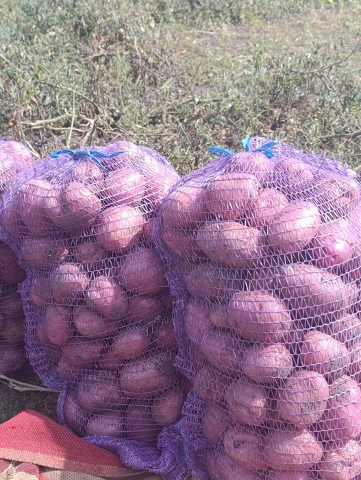 Картопля сорт рудольф