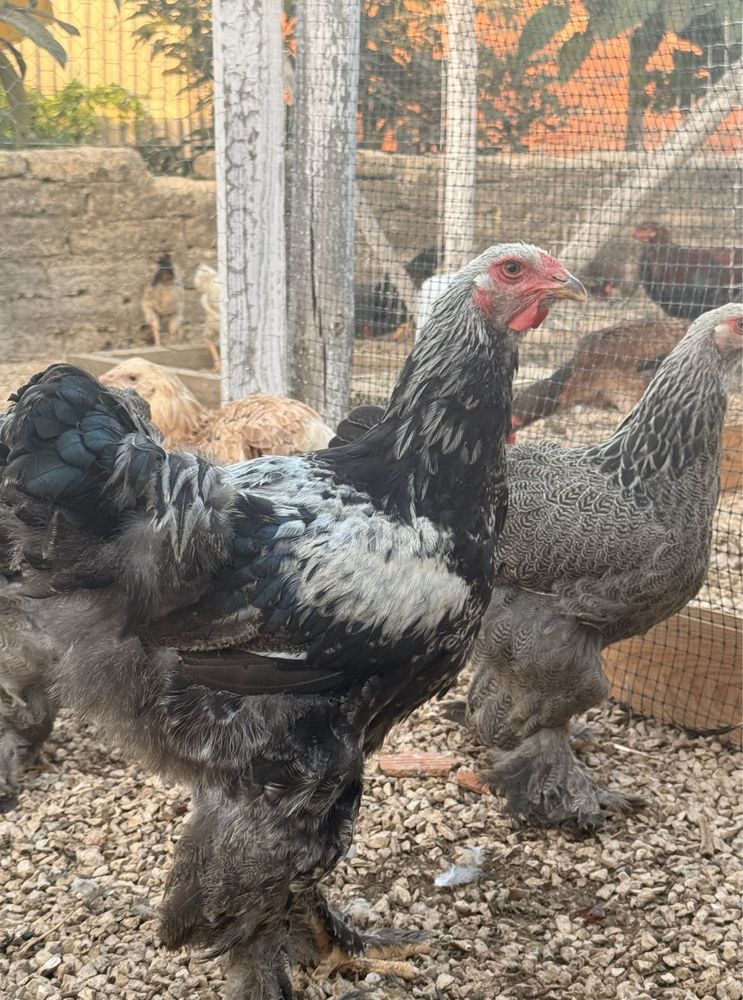 Ovos Férteis para Incubação de várias raças e pintos BRAHMA