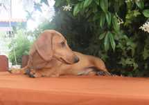 cachorro teckel miniatura