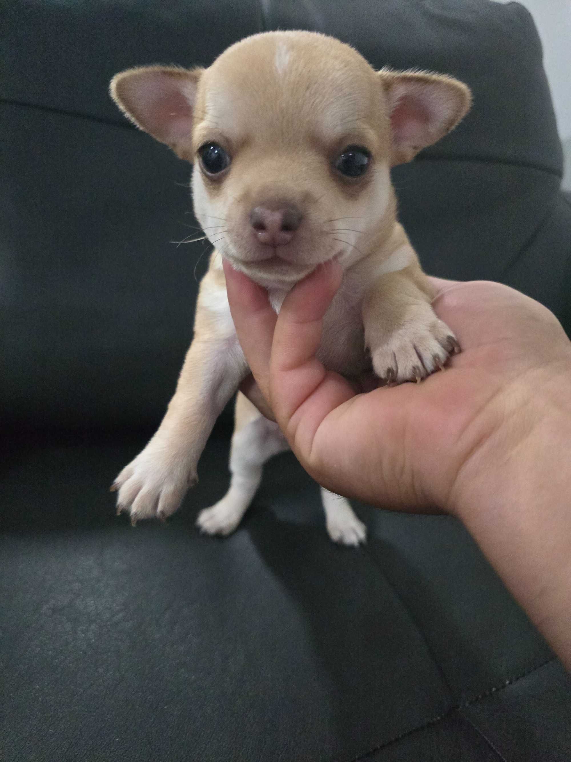 Mini  chihuahua cor exotica.