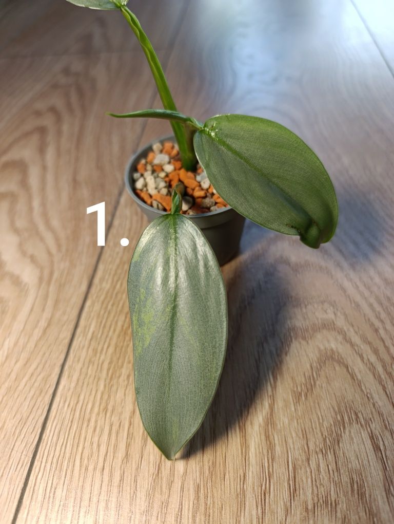 Philodendron silver sword variegata