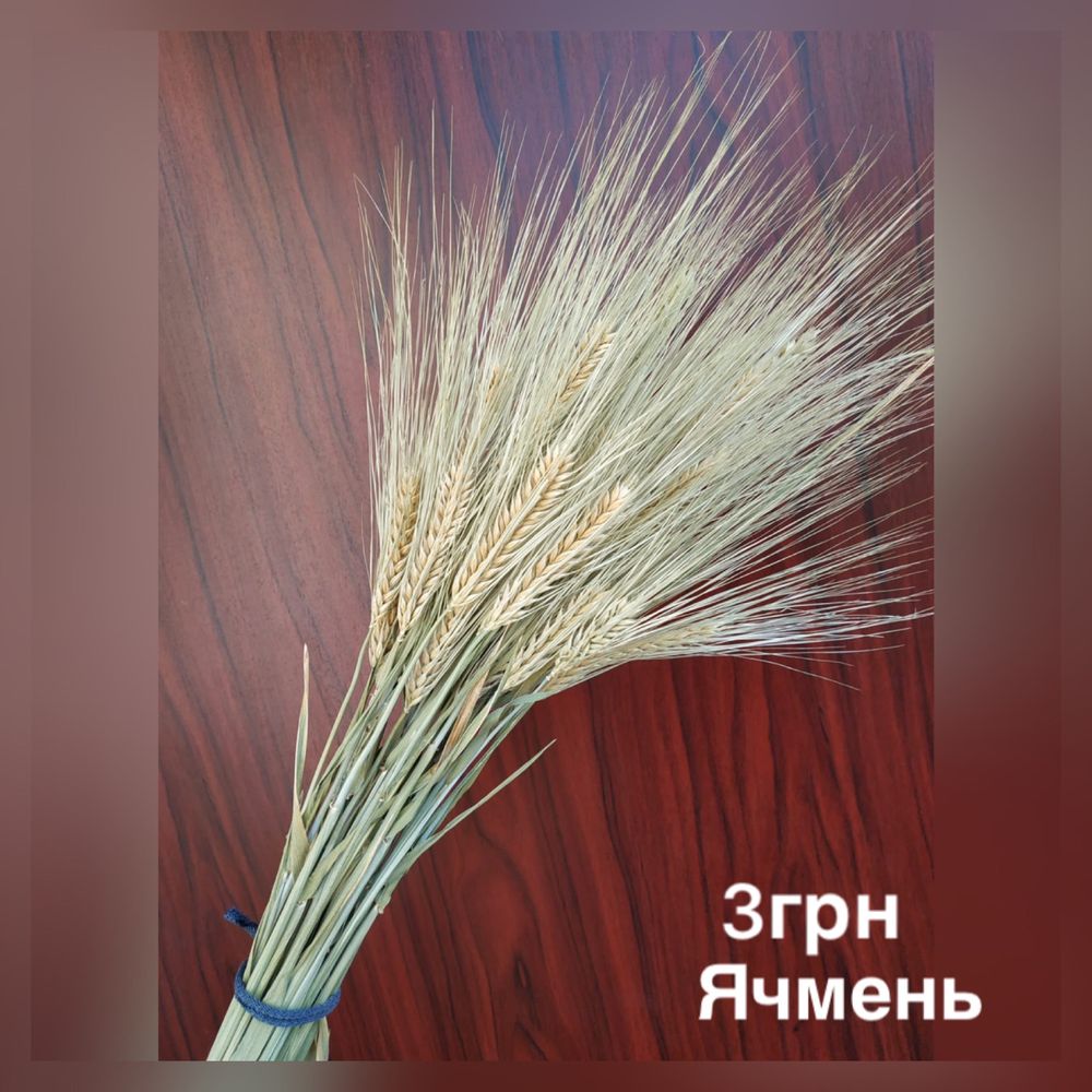Букет злаки сухоцветы рожь ячмень мискантус колосняк ворсянка камыш
