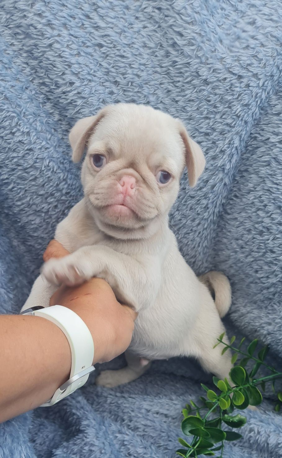 Excelente Pug Pink Carlin, exótico maravilhoso