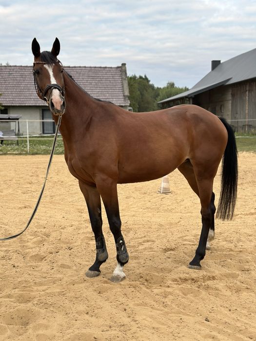6 letnia klacz SP