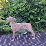 Whippet - Chart Angielski FCI - piesek błękitno pręgowany