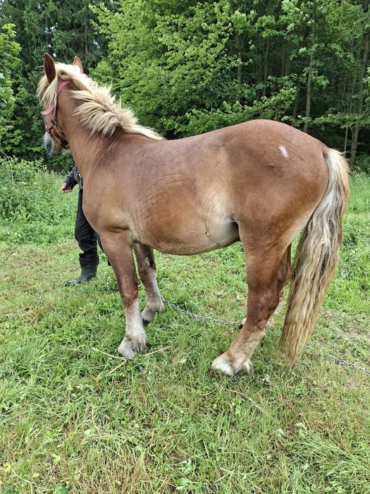 Sprzedam  ogierka zimnokrwistego