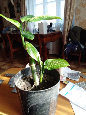Дефенбафия-комнатное растение
