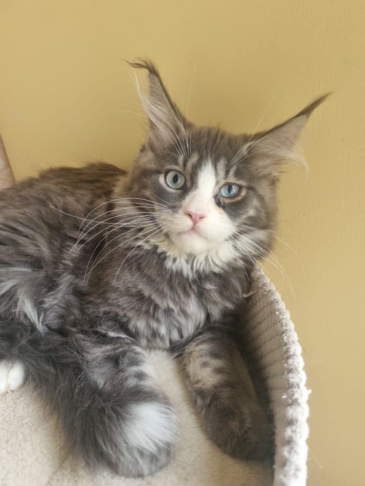 Wyjatkowa kotka Maine Coon z niebieskimi oczami