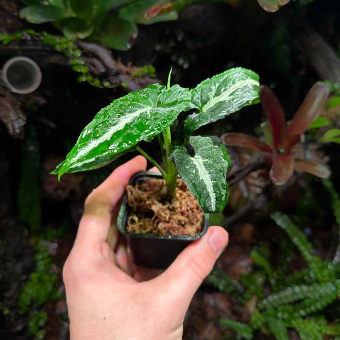 Rośliny do Terrarium Tropikalne Paludarium UNIKATY