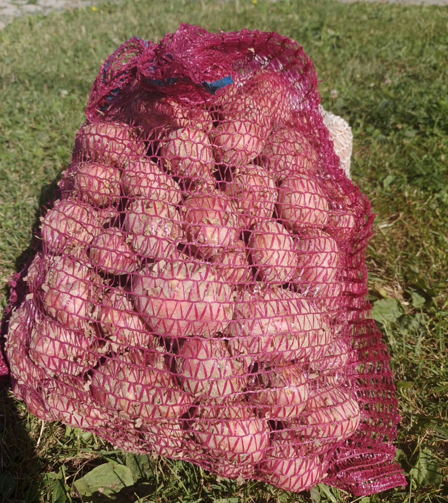 Ziemniaki 15kg bellarosa