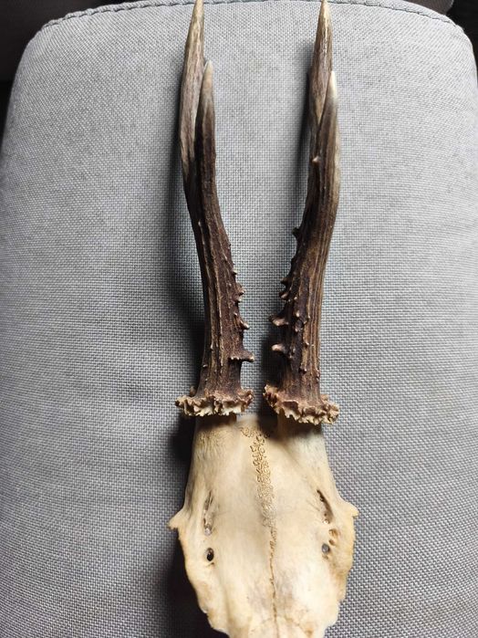 Parostki kozła sarny