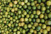 Limas Biológicas