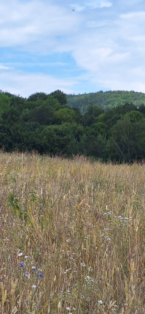 Działka budowlana 48 arów Tokarnia