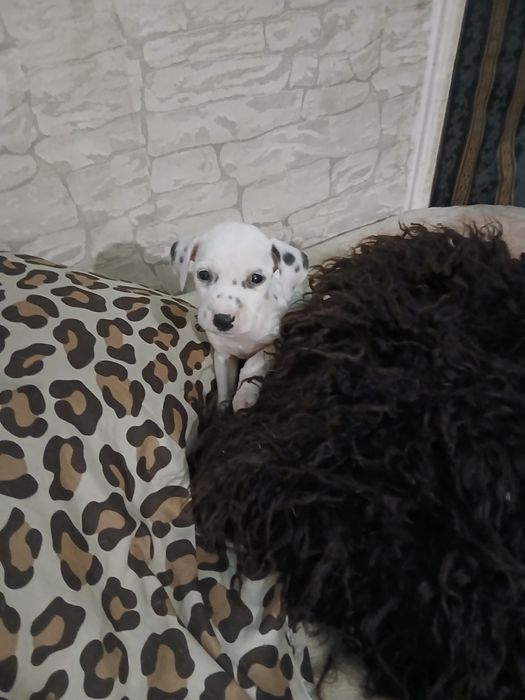 Цуценята далматина