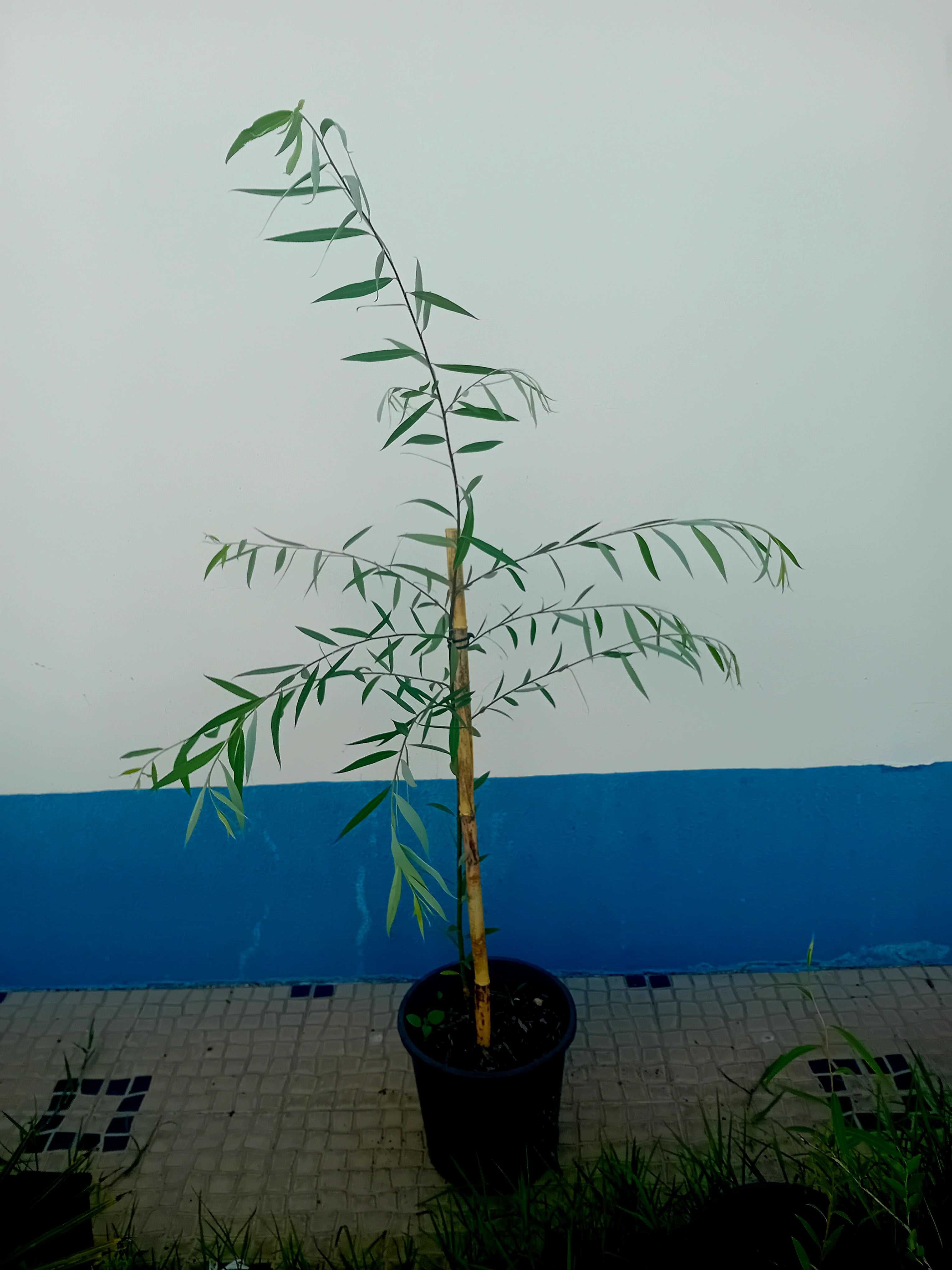 Arvore salgueiro chorao