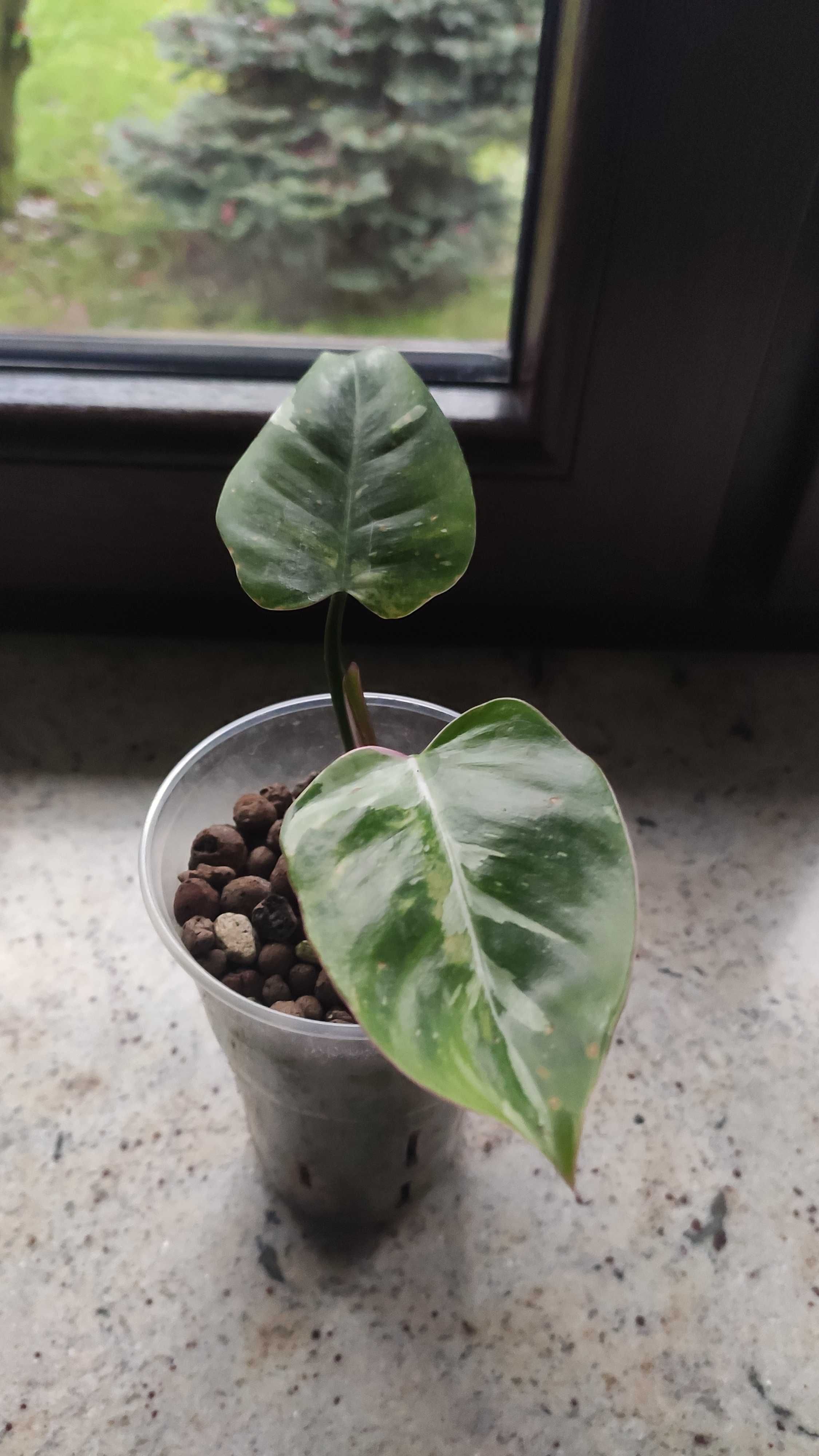 Philodendron white princess