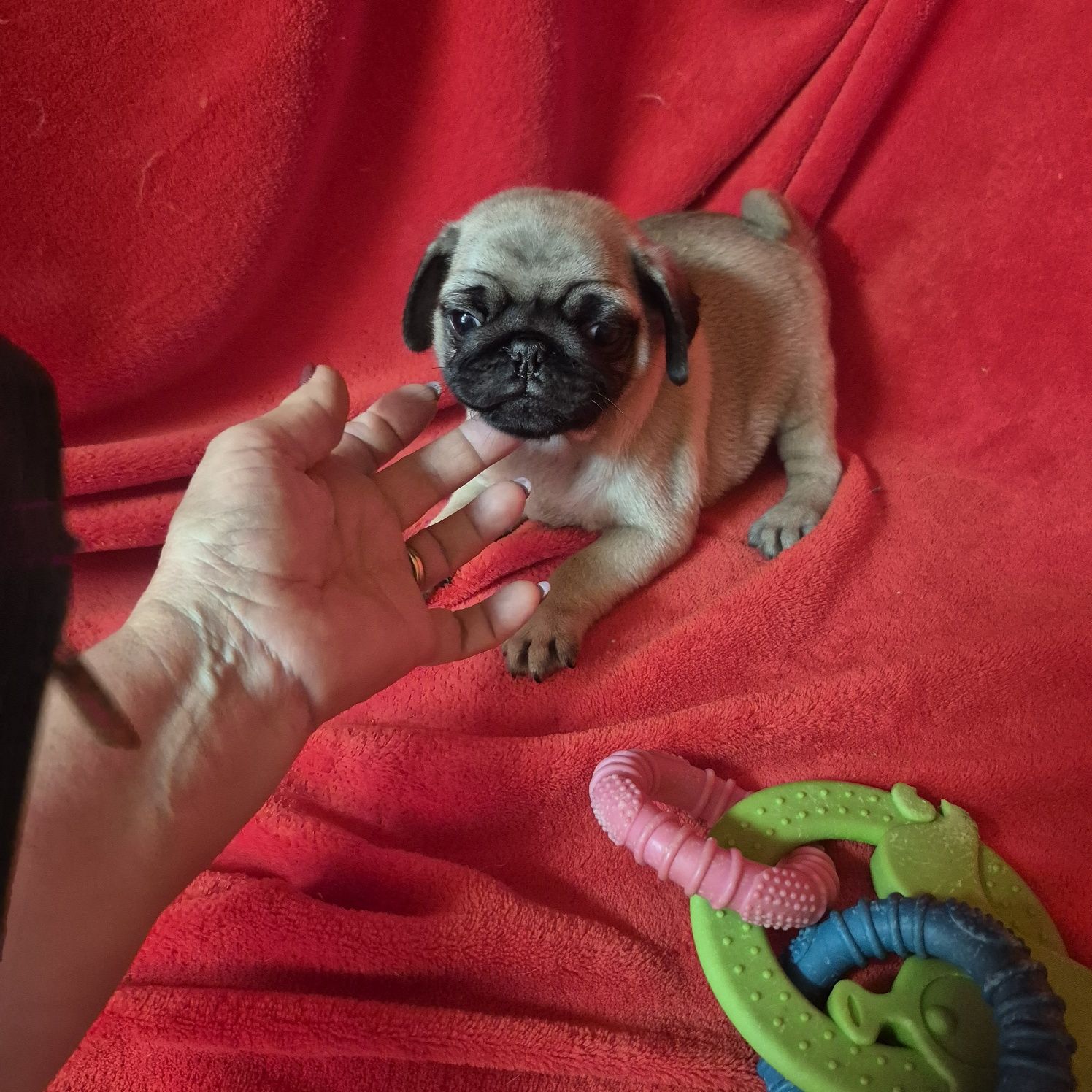 Pug Macho Lindíssimo Criadora Registada PT 3088 FL