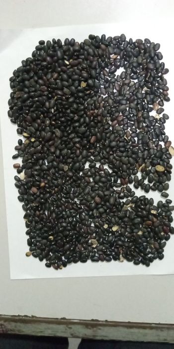 Квасоля Мавка, гречка зелена ,  Сочевиця зелена ,сочевиця  червона