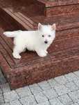 West Highland White Terrier- piesek