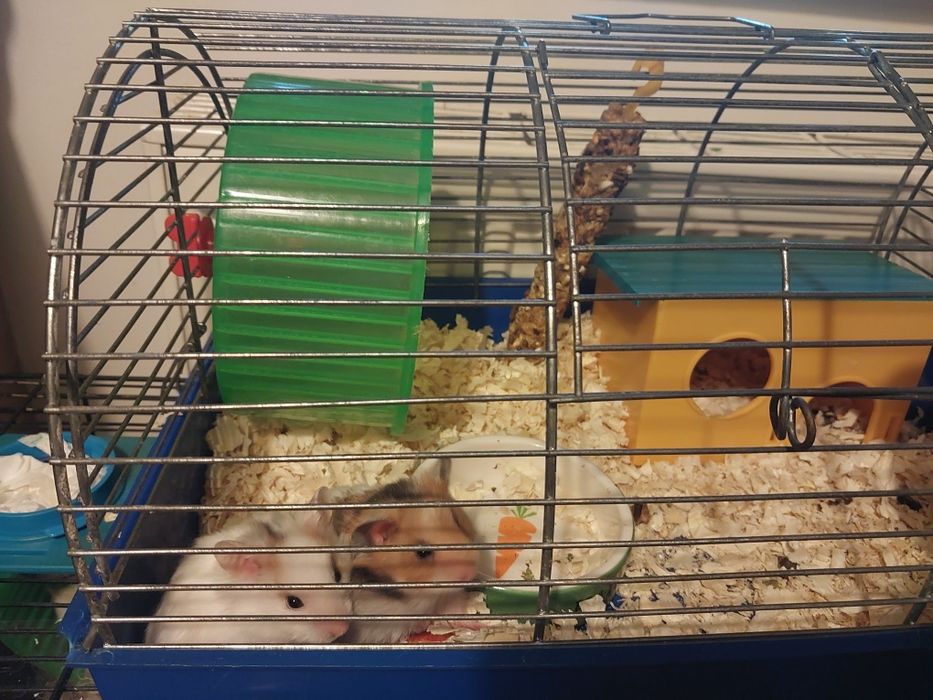 Sprzedam mlodych syryjskich chomików