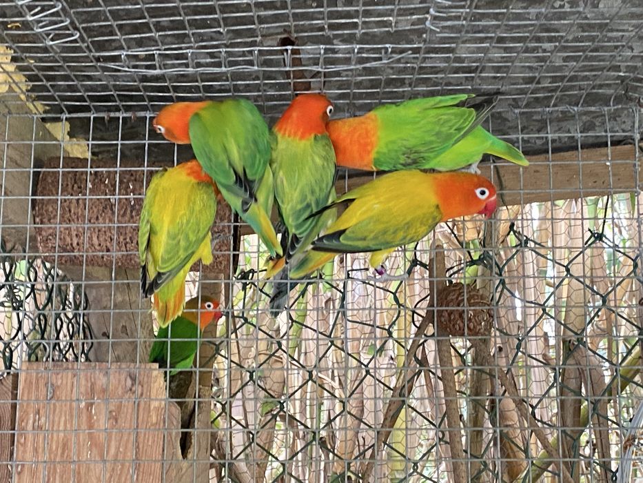 Agapornis fisheri opalinos